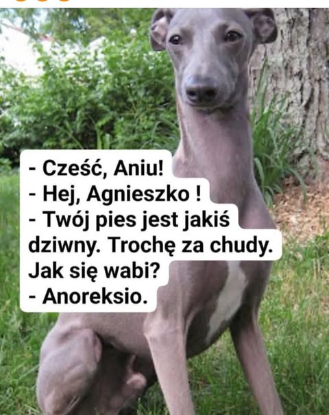 Obrazek